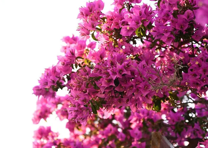 Sea View Gem Steps To Zia Square Hot Tub