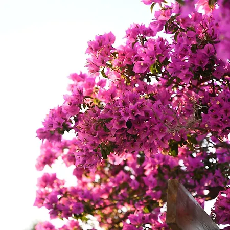 Sea View Gem Steps To Zia Square Hot Tub